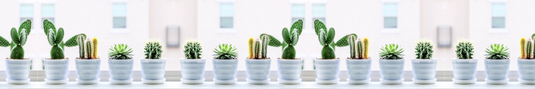 Cactus en ligne
