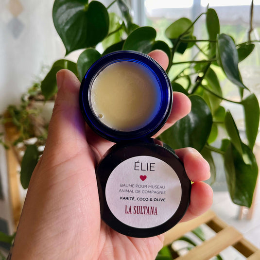 Une main tient un contenant bleu ouvert de la collection Ensemble MON MEILLEUR AMI, labellisé "Baume pour museau animal de compagnie - Karité, Coco & Olive" de La Sultana Savonnerie | Savons et soins naturels faits main | Québec. Fabriqué avec des ingrédients 100 % naturels, le baume est parfait pour les animaux de compagnie. L'arrière-plan comprend des plantes vertes et une fenêtre.