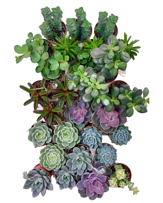 Assortiment de 28 succulents et cactus de 2,5