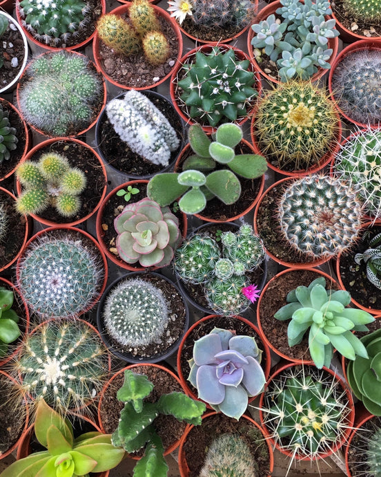 Lot de 10 succulentes et cactus de 2,5