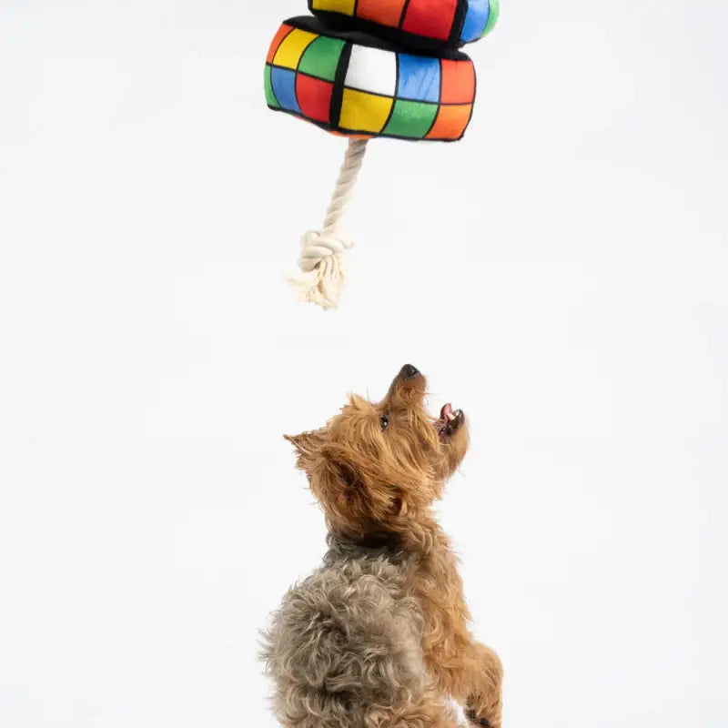 Chargez l&#39;image dans la visionneuse de la galerie, Jouet Cube Rubix pour chien - 50% de réduction - Boutique Animo - Jouet pour chien
