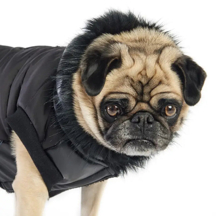 Manteau noir fourrure pour chien - 50% de réduction - Boutique Animo - Manteau pour chien
