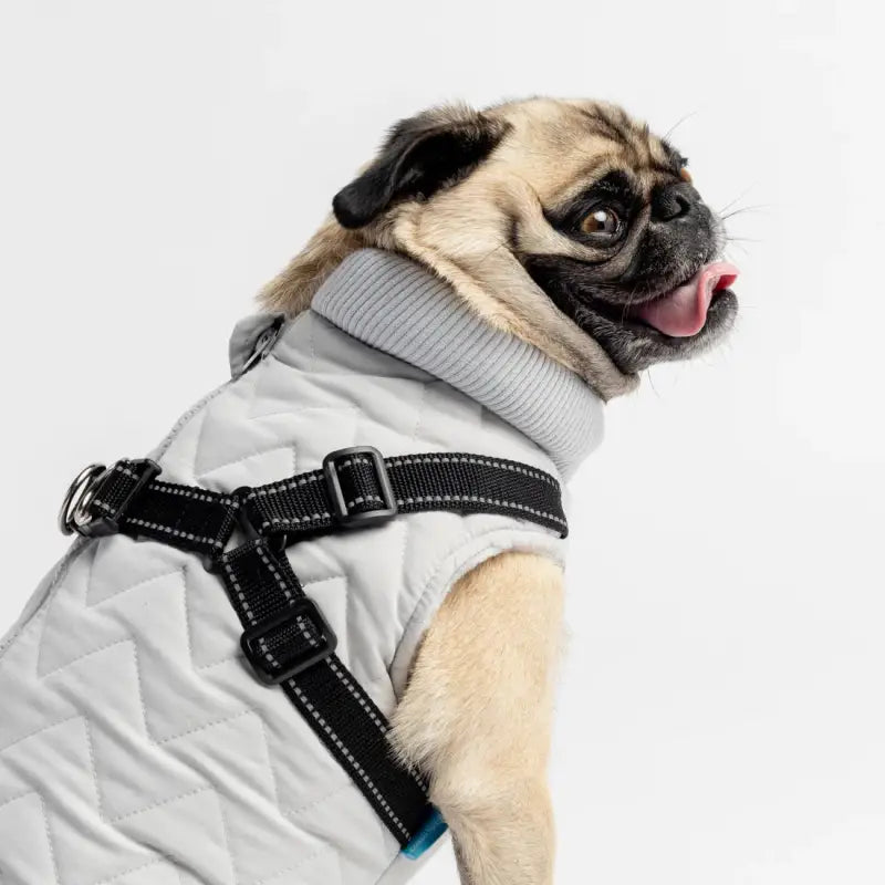 Chargez l&#39;image dans la visionneuse de la galerie, Veste avec harnais intégré gris pour chien - 50% de réduction - Boutique Animo - Manteau pour chien
