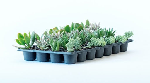 Assorted Succulent Tray - 28 - Cactus en ligne